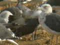 Goéland brun Larus fuscus