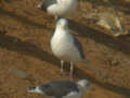 Goéland brun Larus fuscus TA9