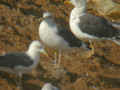 Goéland brun Larus fuscus TA9