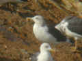 Goéland brun Larus fuscus TA9