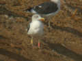 Goéland brun Larus fuscus TA9