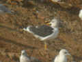 Goéland brun Larus fuscus TA9