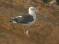 Goéland brun Larus fuscus