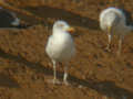 Goéland brun Larus fuscus TA9