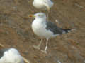 Goéland brun Larus fuscus TA9