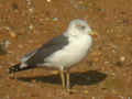 Goéland brun Larus fuscus