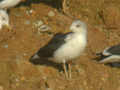 Goéland brun Larus fuscus TA9