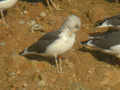 Goéland brun Larus fuscus TA9