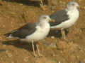 Goéland brun Larus fuscus TA9