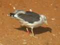 Goéland brun Larus fuscus TA9