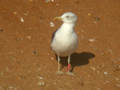 Goéland brun Larus fuscus TA9