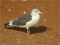 Goéland brun Larus fuscus TA9