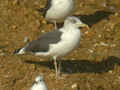 Goéland brun Larus fuscus TA9