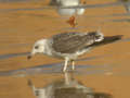 Goéland brun Larus fuscus