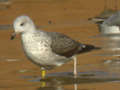 Goéland brun Larus fuscus