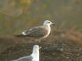 Goéland brun Larus fuscus intermedius