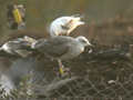 Goéland brun Larus fuscus intermedius