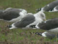 Goéland brun Larus fuscus