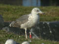 Goéland brun Larus fuscus