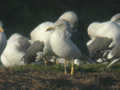 Goéland brun Larus fuscus