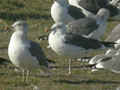 Goéland brun Larus fuscus TA9