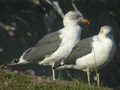 Goéland brun Larus fuscus TA9