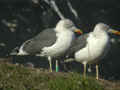 Goéland brun Larus fuscus TA9