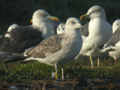 Goéland brun Larus fuscus