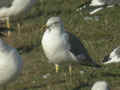 Goéland brun Larus fuscus