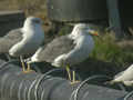 Goéland brun Larus fuscus