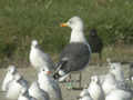 Goéland brun Larus fuscus TA9