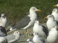 Goéland brun Larus fuscus TA9