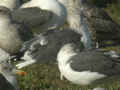 Goéland brun Larus fuscus