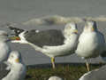 Goéland brun Larus fuscus