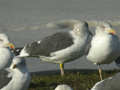 Goéland brun Larus fuscus