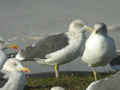 Goéland brun Larus fuscus