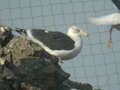 Goéland brun Larus fuscus TA9