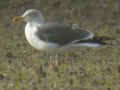 Goéland brun Larus fuscus TA9