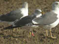 Goéland brun Larus fuscus TA9