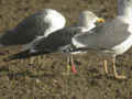 Goéland brun Larus fuscus TA9