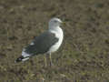 Goéland brun Larus fuscus intermedius