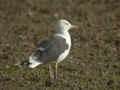 Goéland brun Larus fuscus intermedius