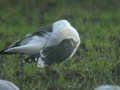 Goéland brun Larus fuscus intermedius