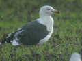 Goéland brun Larus fuscus intermedius