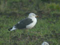 Goéland brun Larus fuscus intermedius