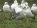 Goéland brun Larus fuscus intermedius