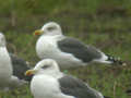 Goéland brun Larus fuscus TA9