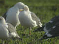 Goéland brun Larus fuscus TA9