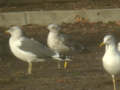 Goéland brun Larus fuscus intermedius