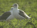 Goéland brun Larus fuscus TA9